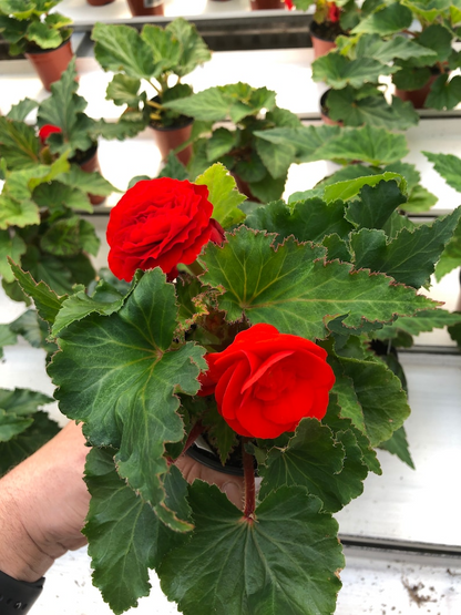 Live tuberous begonia “Bliss”