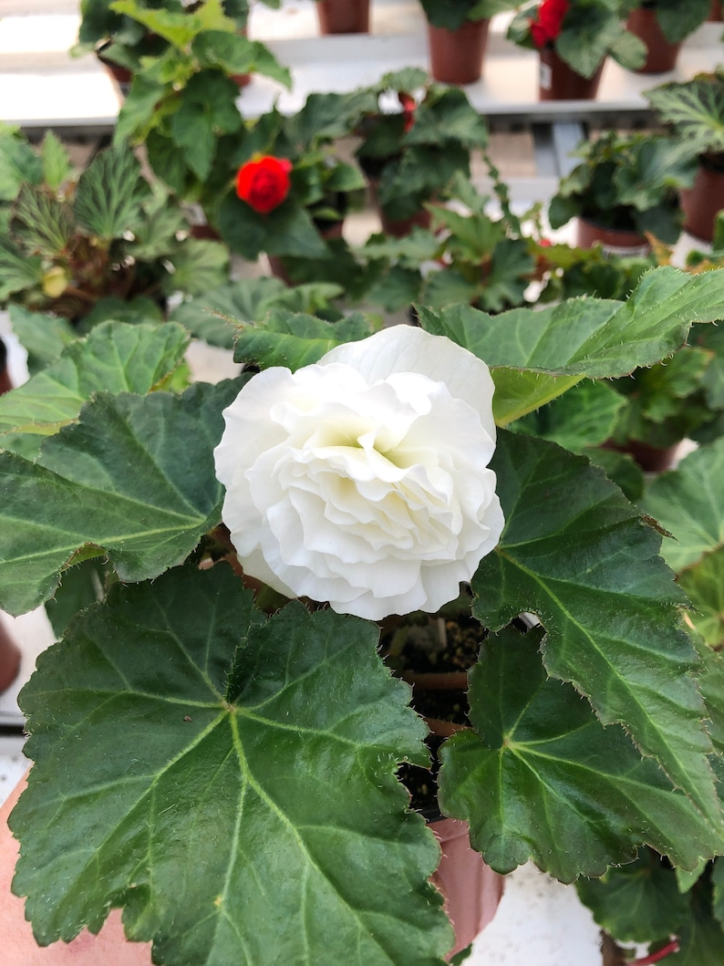 Live tuberous begonia “Bliss”