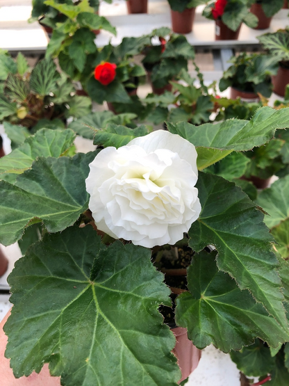 Live tuberous begonia “Bliss”