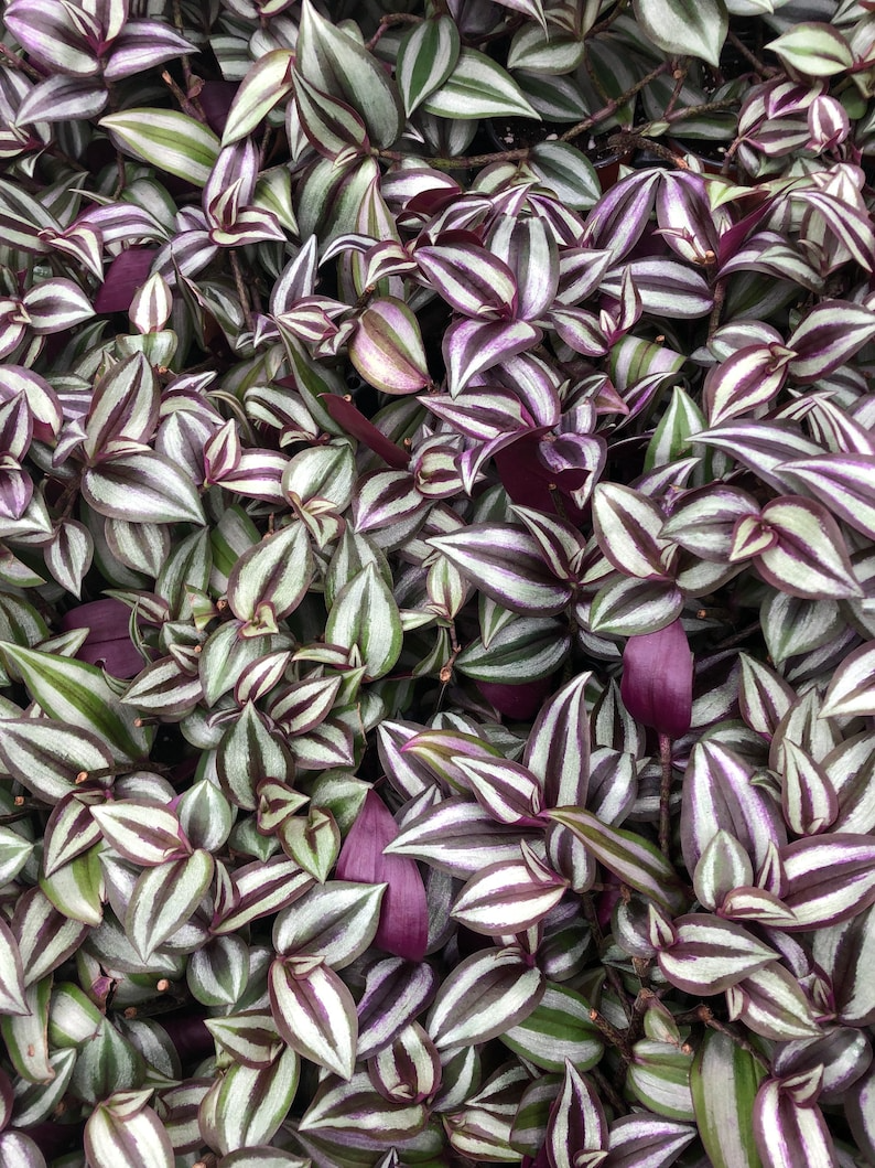 Wandering Jew. zebrina