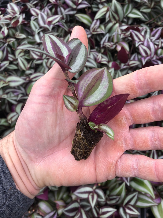 Wandering Jew. zebrina