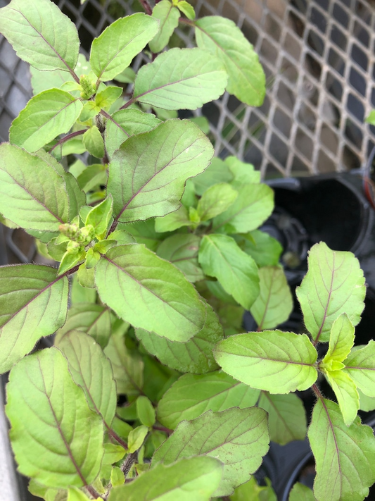 Tulsi basil Krishna