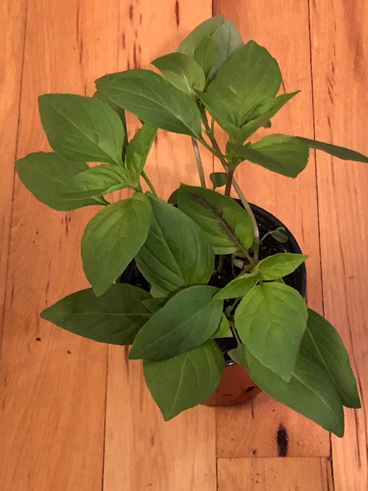 Thai basil