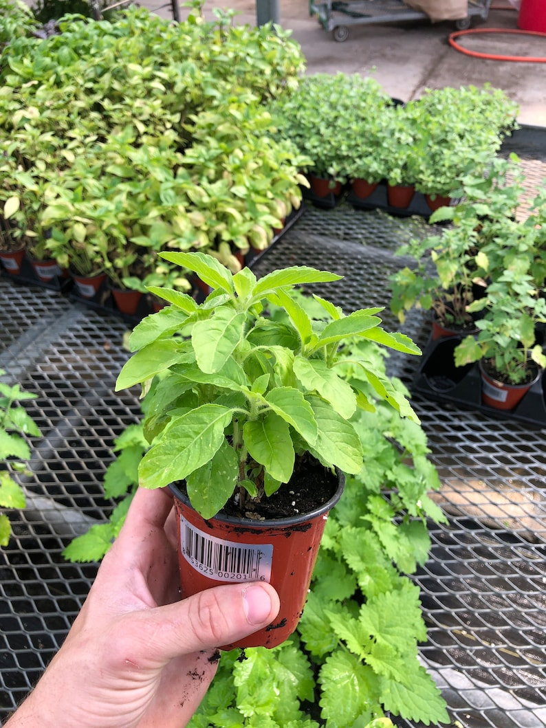 Holy Basil 'Ramma' Plants - Sacred and Aromatic