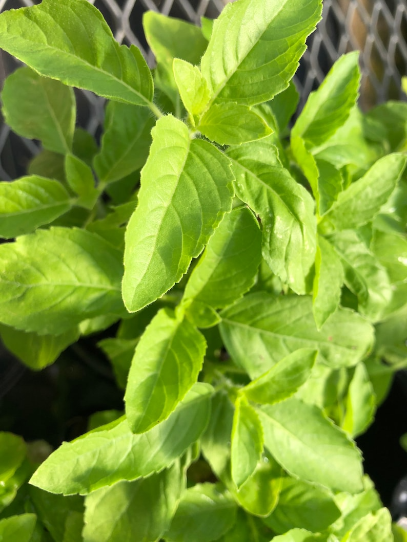 Holy Basil 'Ramma' Plants - Sacred and Aromatic