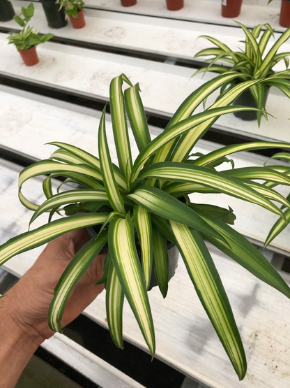 Green on white spider plant