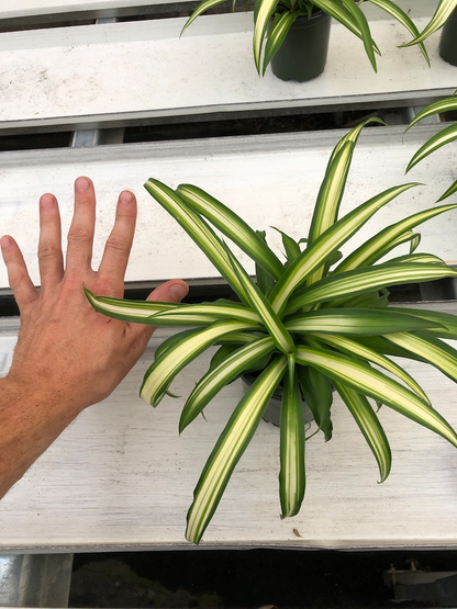 Green on white spider plant