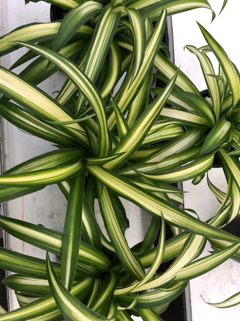 Green on white spider plant