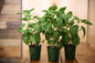 BASIL Italian Live Plant. 4" pot   Fresh and Healthy   Very Aromatic