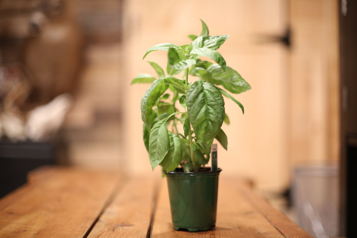 BASIL Italian Live Plant. 4" pot   Fresh and Healthy   Very Aromatic