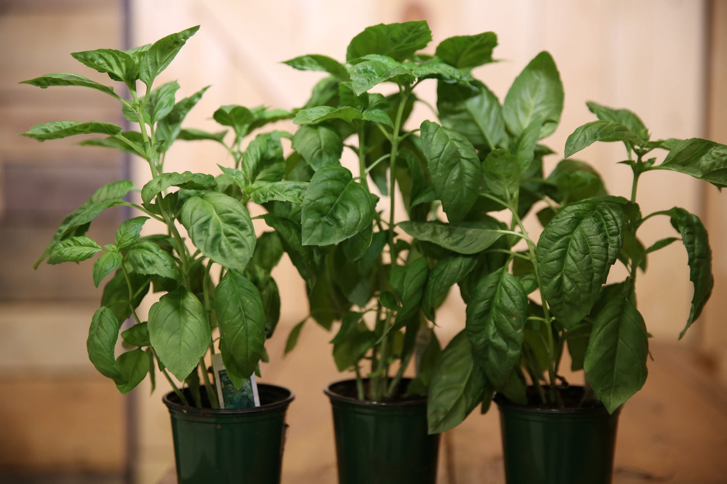 BASIL Italian Live Plant. 4" pot   Fresh and Healthy   Very Aromatic