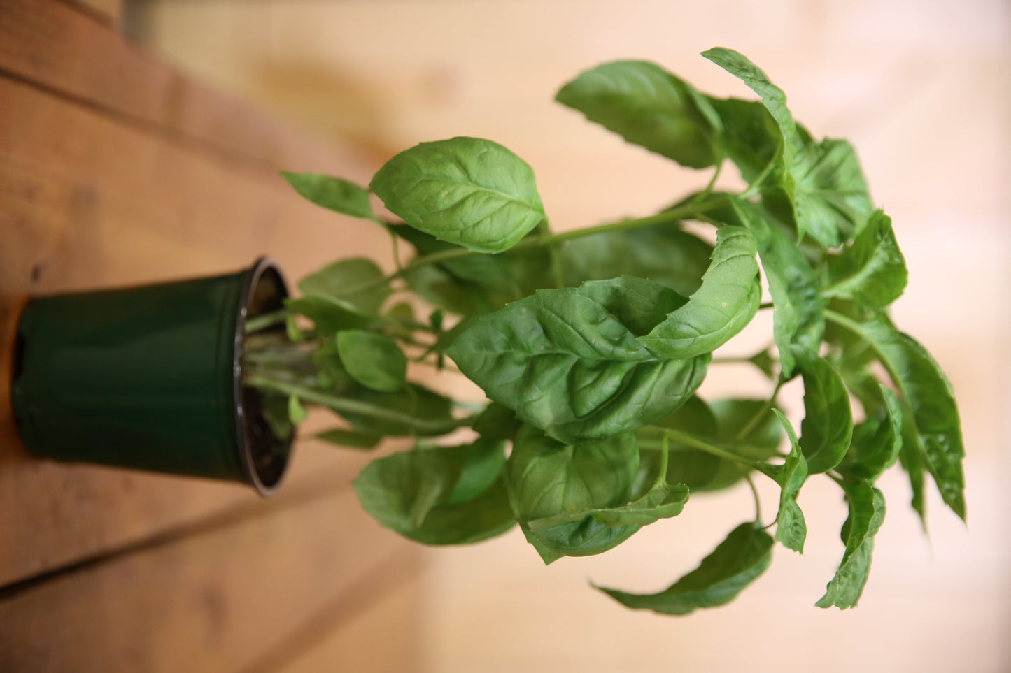 BASIL Italian Live Plant. 4" pot   Fresh and Healthy   Very Aromatic