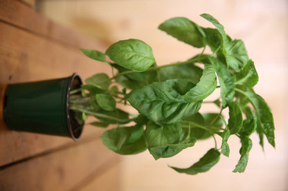 BASIL Italian Live Plant. 4" pot   Fresh and Healthy   Very Aromatic