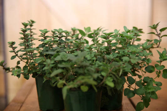 OREGANO Live Plant 4 Inch Pot.  Fresh and Healthy. Very Aromatic!!