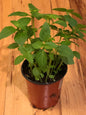 Dwarf Greek Basil Plants - Compact Elegance and Robust Flavor