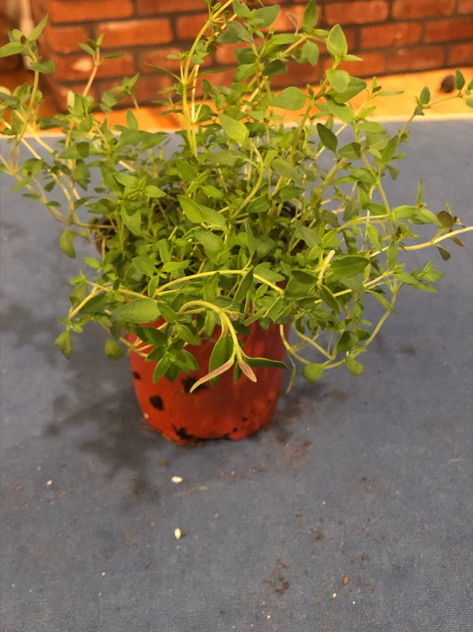 Thyme live plant 4” pot