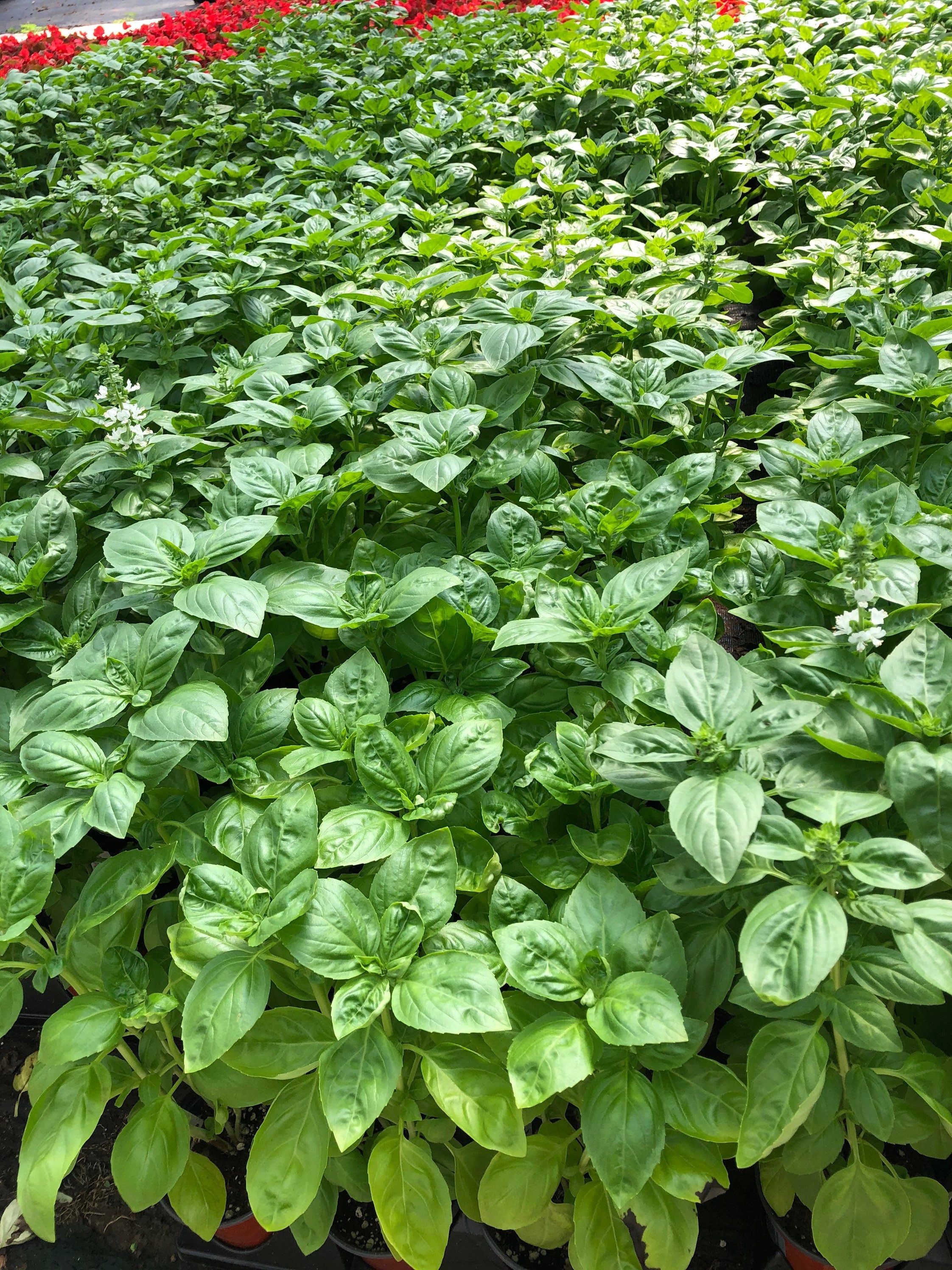 4-Piece Gourmet Basil Mix Pack - Elevate Your Herb Garden ~ Holy, Thai ...