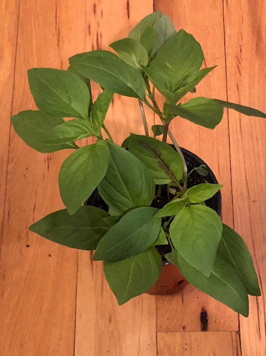 Thai Basil live plant