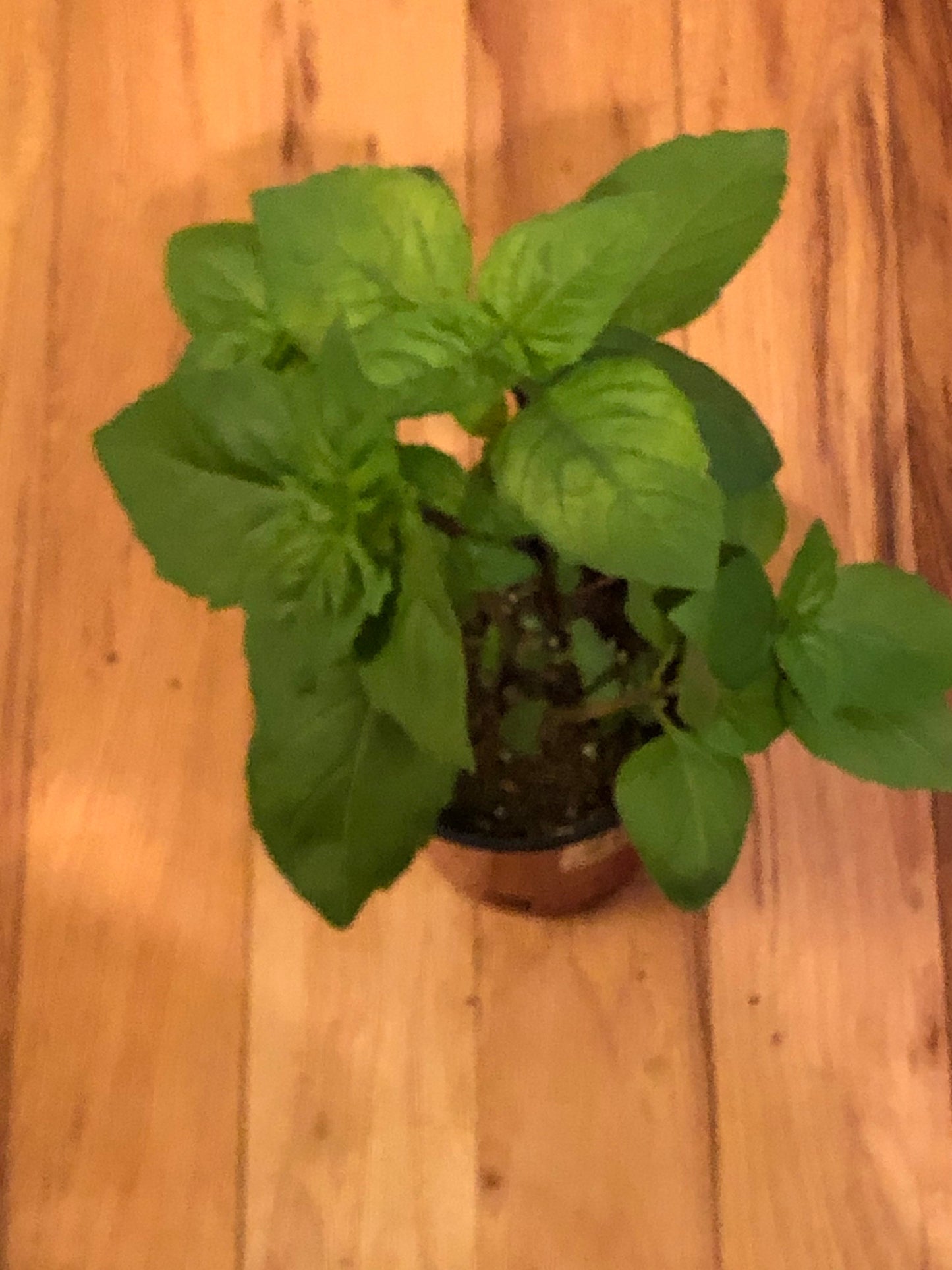 Cinnamon Basil Plants - Aromatic Spice for Your Garden