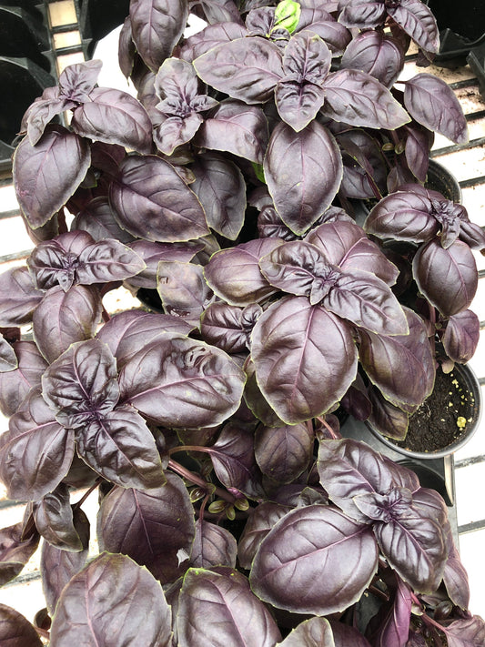 Purple Basil live plant 4” pot “vibrant”