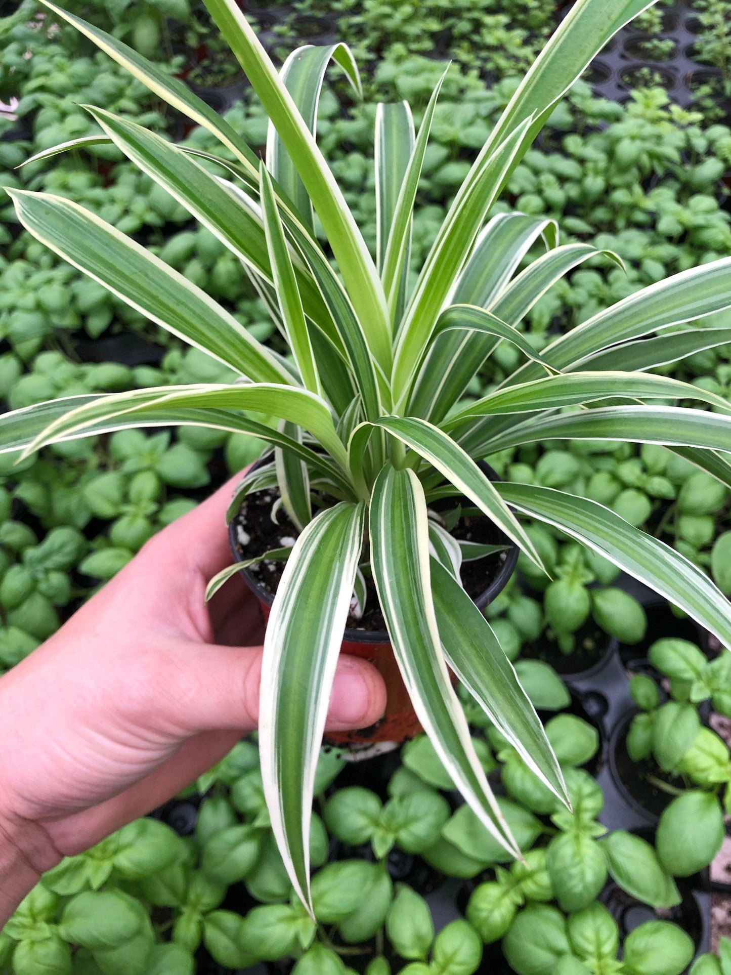 Spider plant ~ Ocean spider ~ Live easy houseplant for home garden or office ~ air purifying and easy to grow