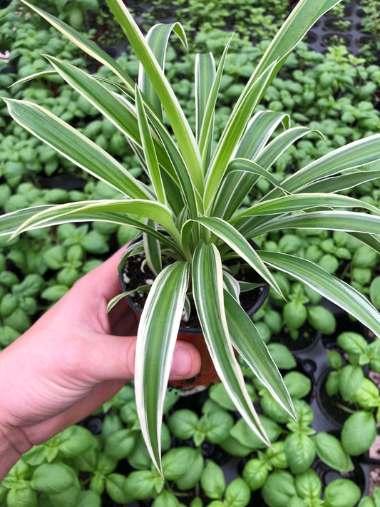 Spider plant live in 4” pot ~ Reverse airplane spider ~ Air purifier