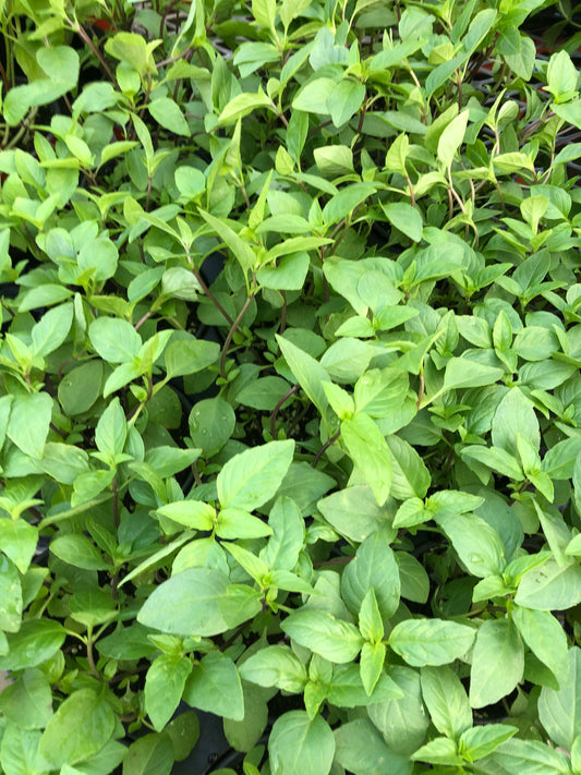 Siam Queen, large leaf Thai basil, large plant live herb