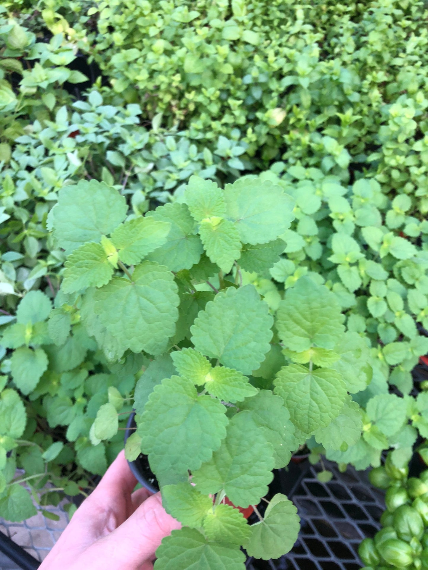 Live Catnip Plant - A Delight for Cats and Gardeners ~Naturally grown, Safe and ready for your pets enjoyment