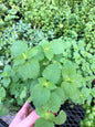 Live Catnip Plant - A Delight for Cats and Gardeners ~Naturally grown, Safe and ready for your pets enjoyment