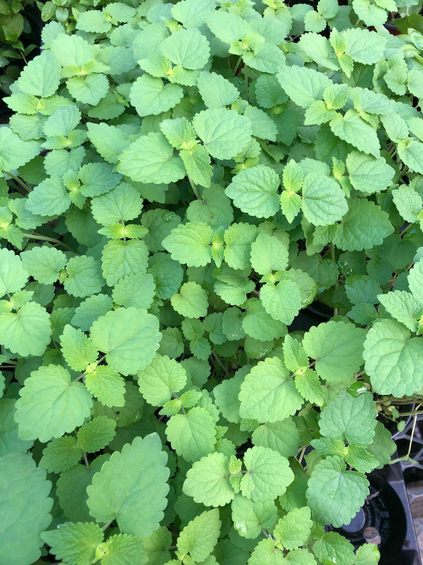 Live Catnip Plant - A Delight for Cats and Gardeners ~Naturally grown, Safe and ready for your pets enjoyment