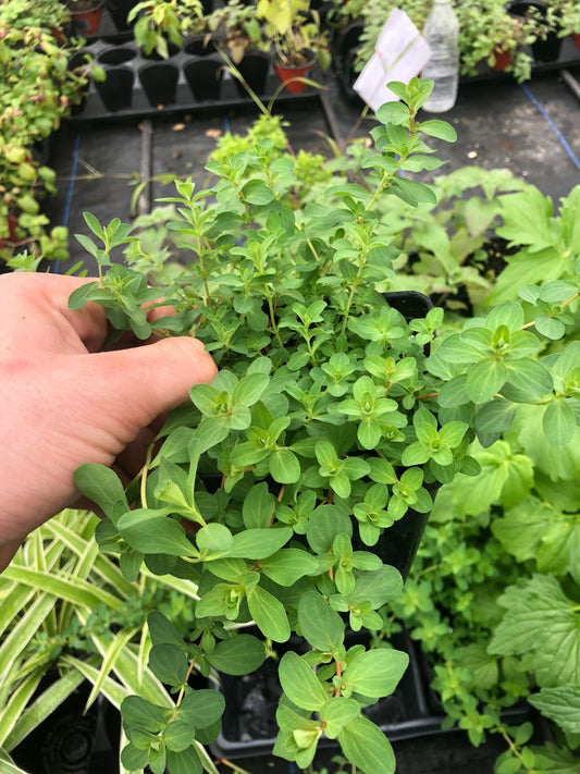 St. John’s wort live plant