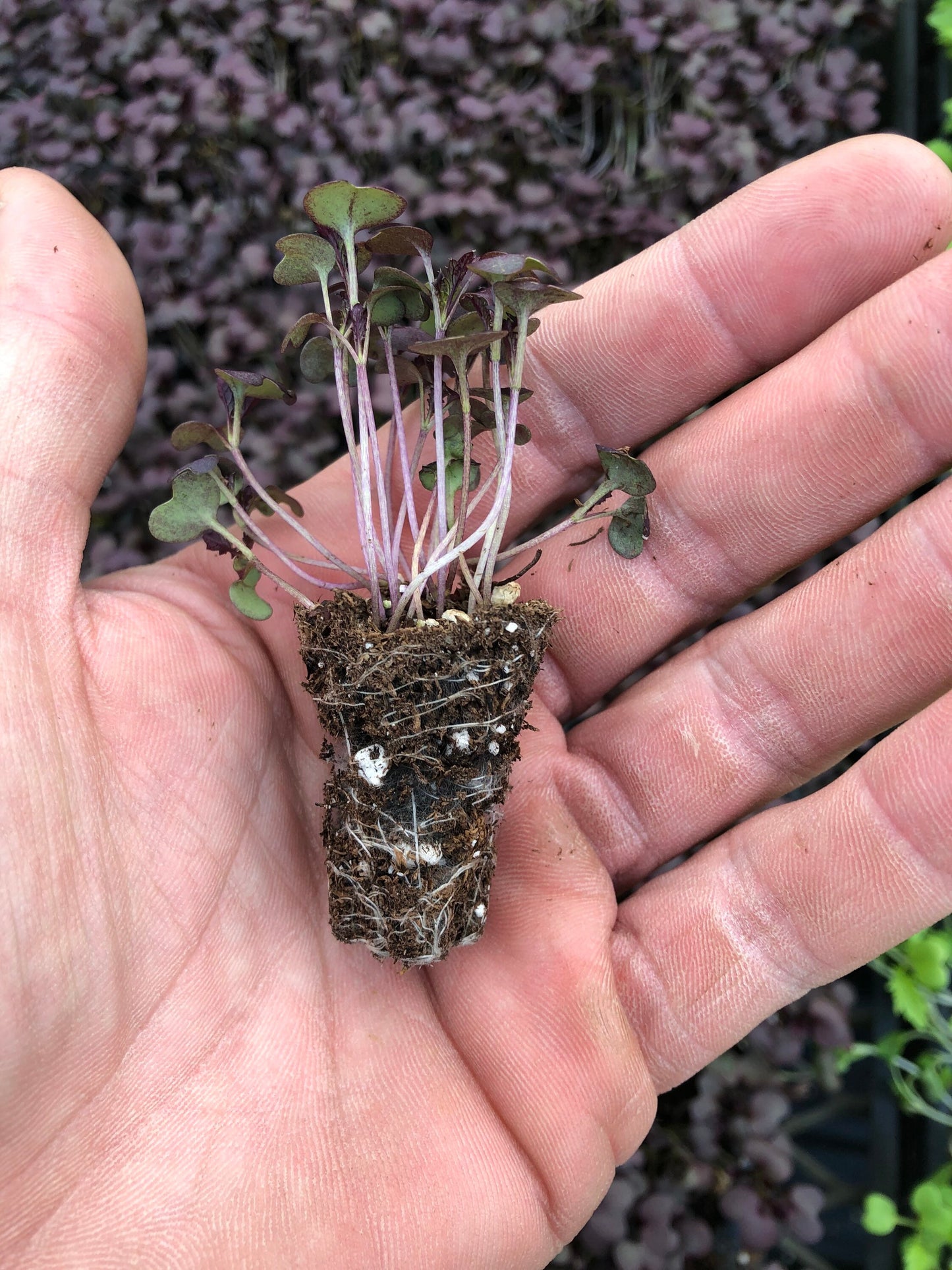 Red Mizuna lettuce starts, live starter plant, 10 well rooted plugs. Great in Salads ~ Bold flavor with vibrant red color