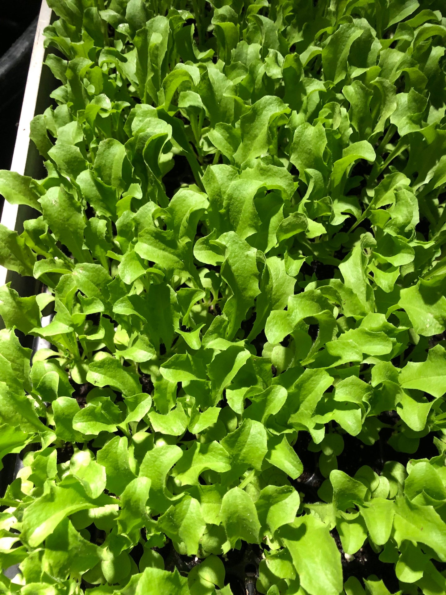 10 Live Frisée Lettuce Plants - Starter Plants - Cultivate Crisp, Curly Greens