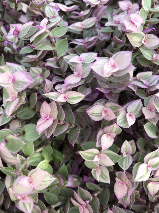 Tradescantia ROOTED cuttings. “pink lady” vibrant