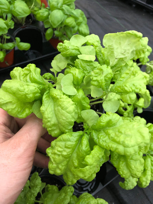 Tuscany Basil Plants - Exquisite Flavor for Mediterranean Cuisine