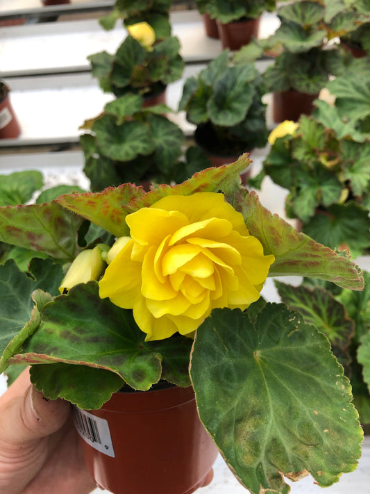 Tuberous Begonia Plants - Stunning Blooms for Shaded Gardens