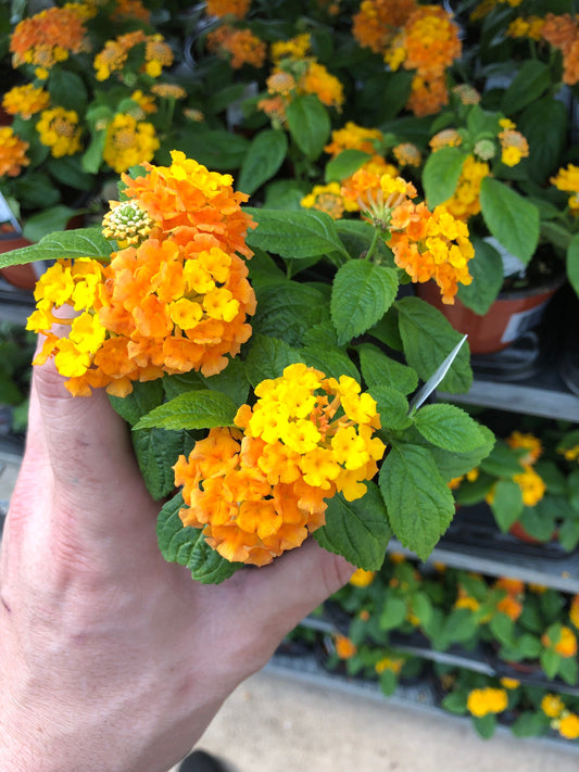 Premium Lantana Plant - Vibrant and Versatile