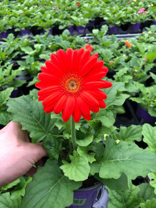 Gerbera Daisies - Add a Splash of Color to Your Garden