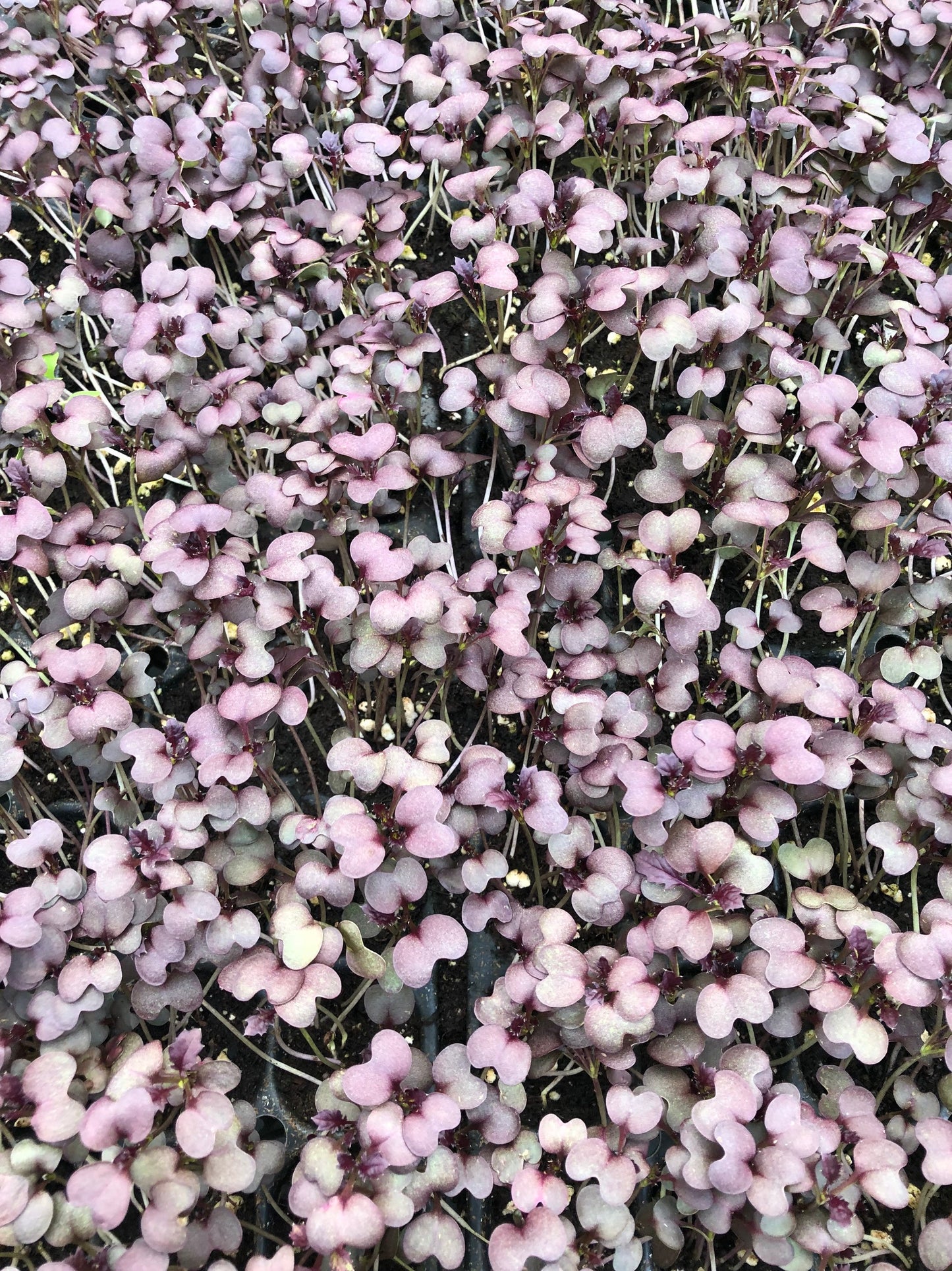 Red Mizuna lettuce starts, live starter plant, 10 well rooted plugs. Great in Salads ~ Bold flavor with vibrant red color