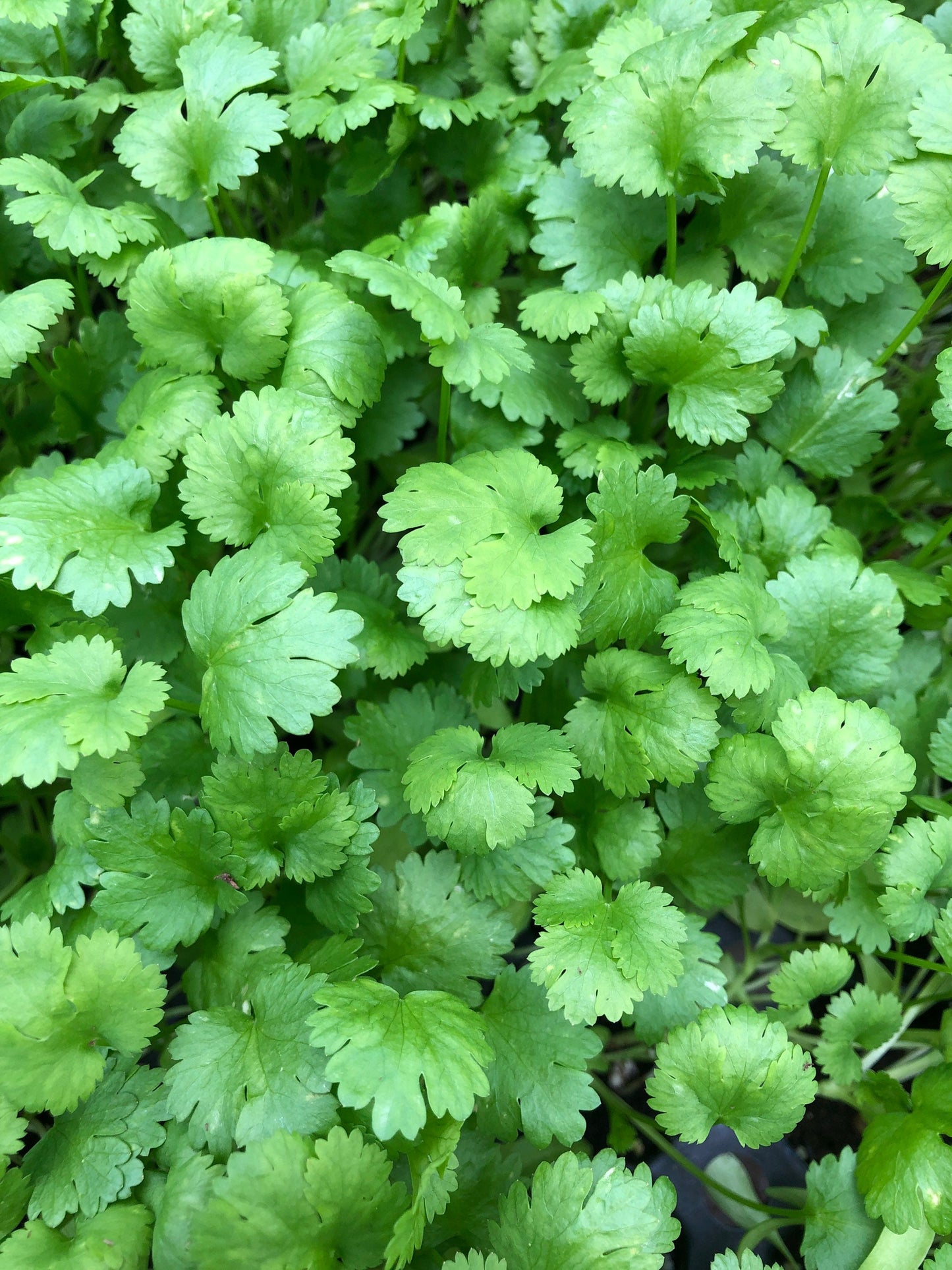 Fresh Cilantro Starter Plants ~ Healthy Herb Seedlings for Home Gardeners ~ 5,10 pieces ~ Healthy and fully rooted ~ Ready to plant