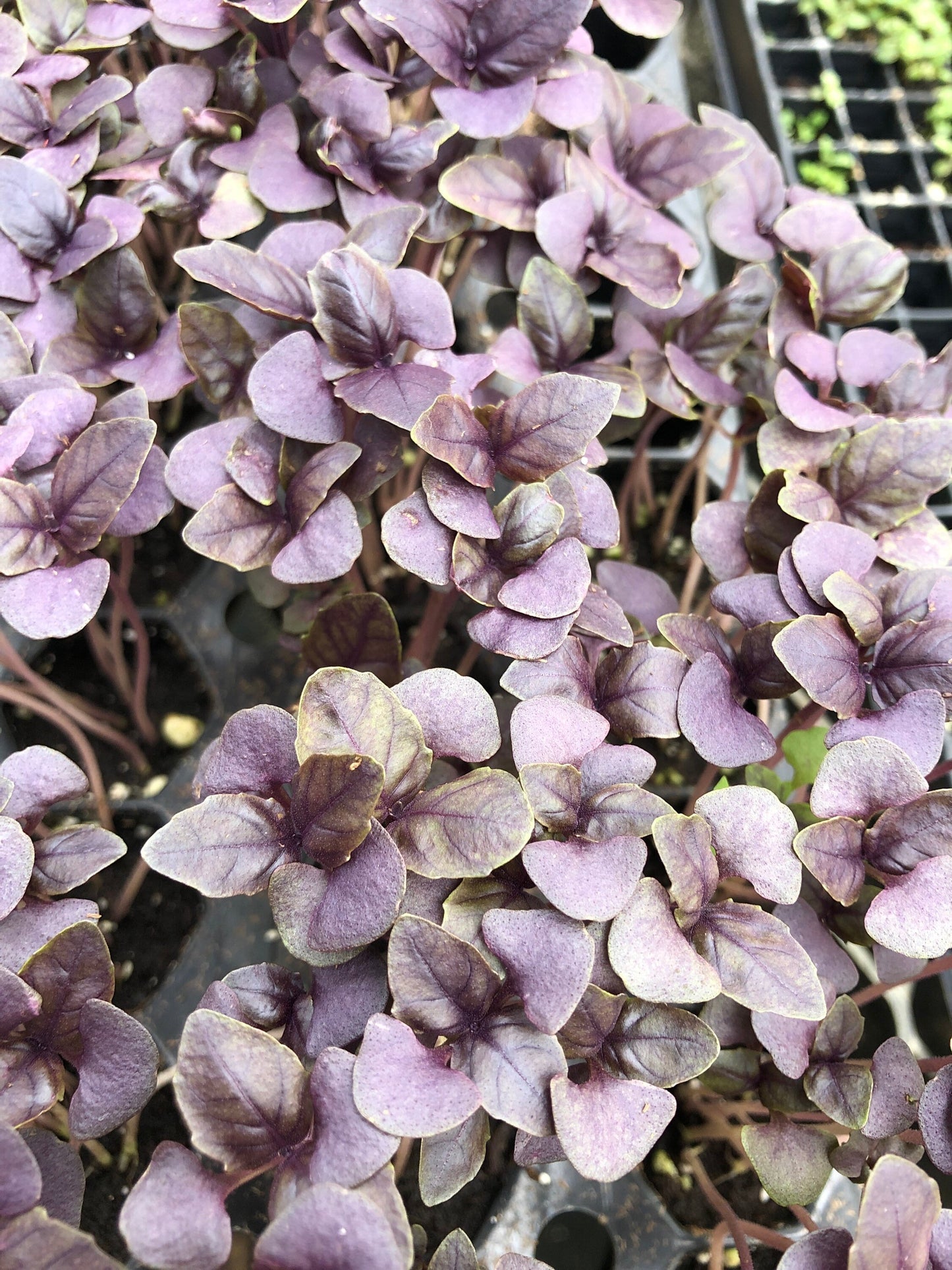 5 Dark purple opal basil starter plant. Ready to plant!