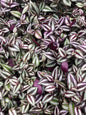 10 ROOTED MIX Tradescantia Zebrina and tradescantia Tortuga ~ Wandering Jew.  5 each ~ super easy to grow ~ ready to plant