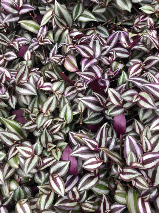 Rooted Wandering Jew Plant Bundle - 5 Tradescantia Zebrina & 5 Pink Panther, Vibrant & Easy-Care Indoor Plants