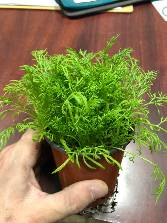 German chamomile live plant.