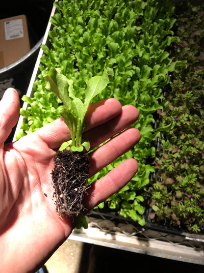 10 Live Frisée Lettuce Plants - Starter Plants - Cultivate Crisp, Curly Greens