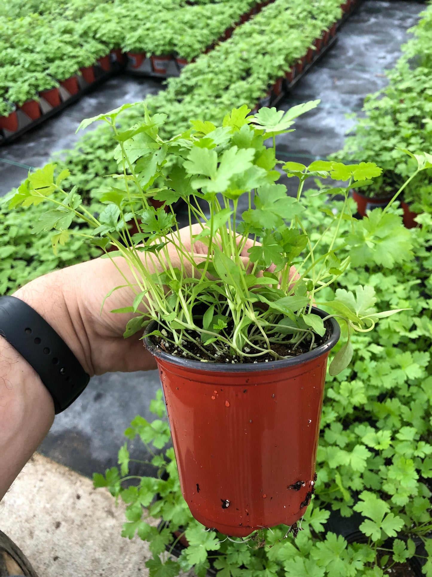 Italian Parsley Live Plant - 4" Pot ~ Fresh Flavor for Your Kitchen ~ Healthy and Large