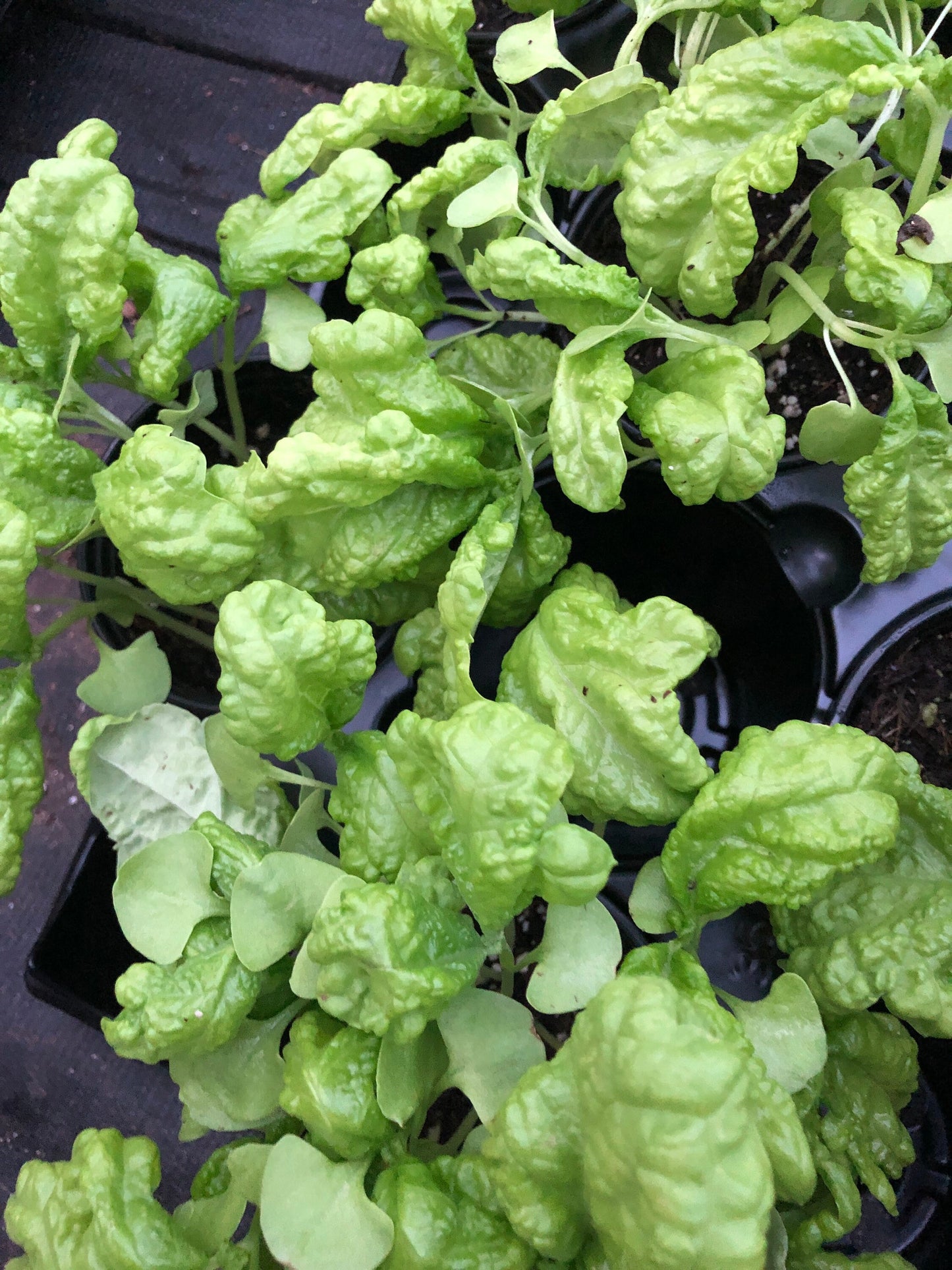 Tuscany Basil Plants - Exquisite Flavor for Mediterranean Cuisine