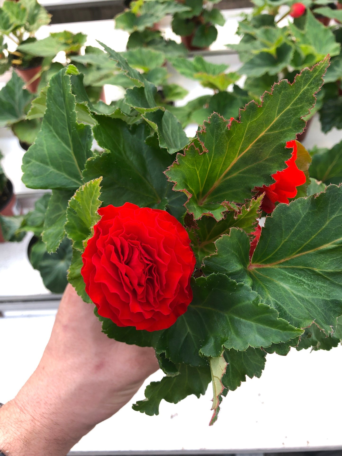 Tuberous Begonia Plants - Stunning Blooms for Shaded Gardens