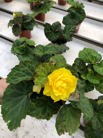 Tuberous Begonia Plants - Stunning Blooms for Shaded Gardens