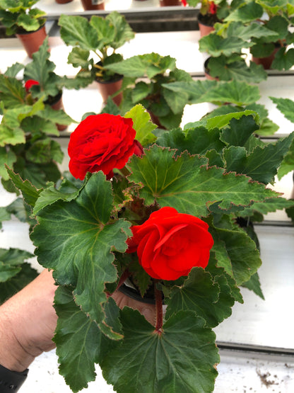 Tuberous Begonia Plants - Stunning Blooms for Shaded Gardens